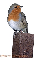 Robin on a steel post