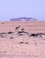 Springbok in desert scene with mirage