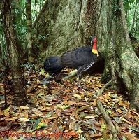 Australian Bush Turkey in rainforest
