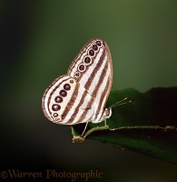 Rainforest Butterfly