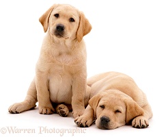 Yellow Labrador pups