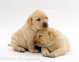 Yellow Labrador pups