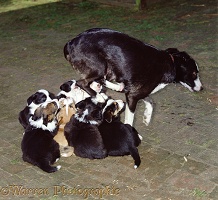 Border Collie leaping off suckling pups