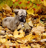 Puppy with a toad in leaves