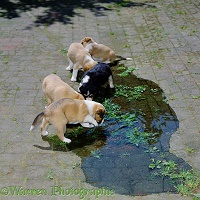 Puppies in a puddle