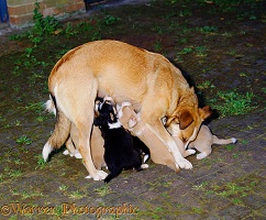Border Collie with suckling puppies