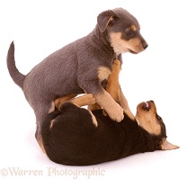 Terrier-cross pups play-fighting