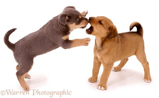 Puppies scrapping