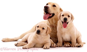 Yellow Labrador mother & pups