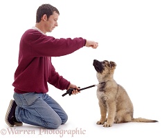 Man training Alsatian puppy