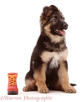 Alsatian puppy and toy boot