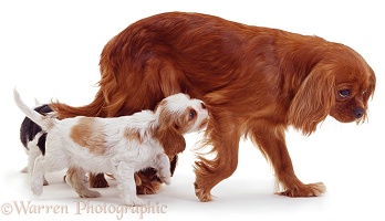 Cavalier King Charles & trailing puppies
