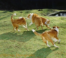 Dogs fighting on the lawn