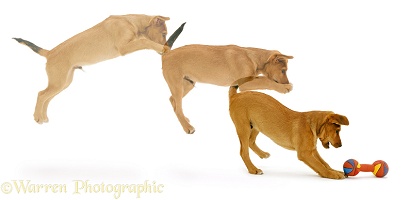Dog leaping triple image