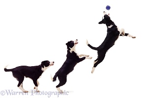 Border Collie leaping triple image