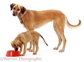 Saluki Lurcher as puppy and full-grown