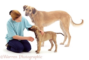 Girl and Saluki Lurcher as puppy and full-grown