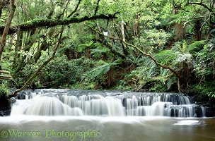 Forest waterfall in New Zealand