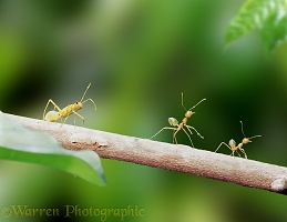 Green tree ants with mimic bug