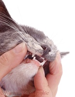 Showing cat's teeth