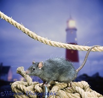 Black Rat with rope and lighthouse