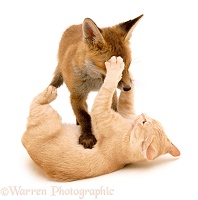 Fox and Kitten playing - (16 May)