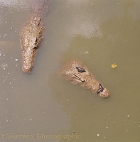 Nile crocodiles with citrus swallowtails
