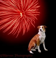 Border Collie and firework