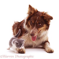 Red tricolour Border Collie with a kitten