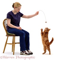 Girl dangling a toy for a ginger cat