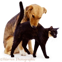 Blackish cat rubbing against dog