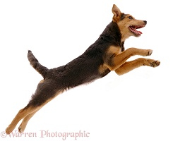 Dog leaping