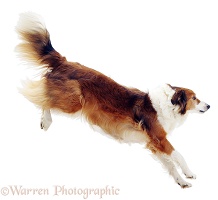 Border Collie leaping