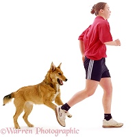 Dog chasing a runner