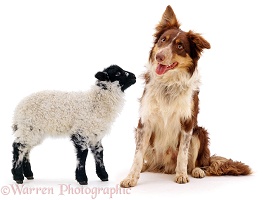 Border Collie dog and Lamb