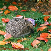 Hedgehog preparing to anoint