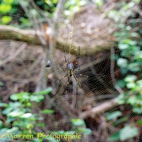 Golden orb spider with approaching fly