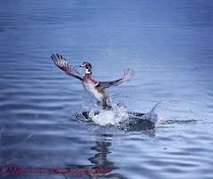 Wood Duck taking off from water