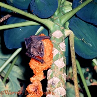 Fruit-eating bat feeding on paw-paw
