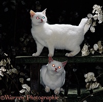 White cats with glowing eyes