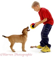 Boy playing with brown dog