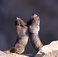Marmots wrestling