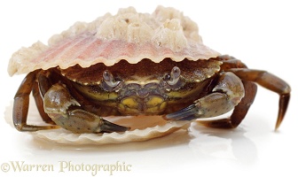 Crab coming out of a scallop shell