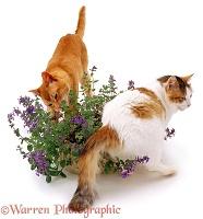 Two cats with catmint