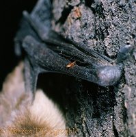 Flea on the wing of a bat