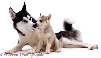 Husky father and pup