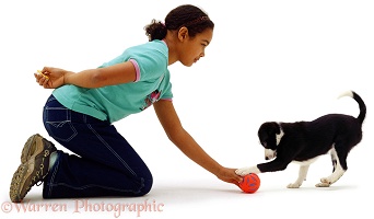 Girl training black-and-white Border Collie puppy
