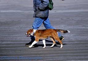 Border Collie dog walking to heel