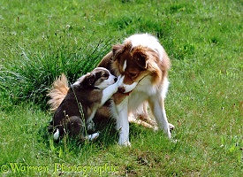 Border Collie pup pawing at his father