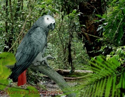 Grey Parrot in rainforest